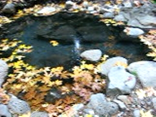 A leafy soak(Meditation)